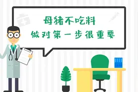 母猪不吃料，先别急着打针，做好第一步工作，就能解决50%的问题