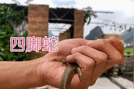 四脚蛇又叫石龙子，老人说中午12点四脚蛇最凶,不知道是不是真的视频封面