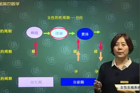 女性生殖系统解剖生理-卵巢周期性变化02女性的性周期-月经