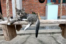 给踩奶的小猫打狂犬疫苗，皮太厚，戳了三针，这只猫太勇敢了！