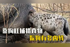 非洲草原上的二哥，靠掏肛捕猎食物，鬣狗有多凶残视频封面