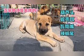 这种就是正宗骨沙狗了，今年赶集第一次见，看整体个人评价90分