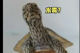 水霉病：龟背甲有白色絮状物一定是水霉吗？看完不再谈霉色变！