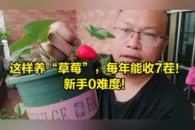 这样养“草莓”，每年能收7茬！新手0难度！视频封面