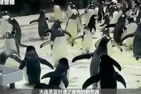 A股无奇不有！大连圣亚经营不善，靠52只企鹅翻身？视频封面