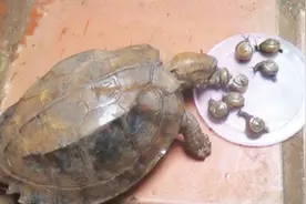 小伙将蜗牛喂给乌龟，看它吃不吃，结果令人大跌眼镜，太溺爱！视频封面