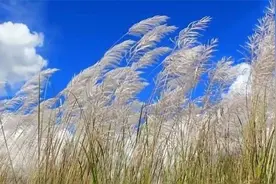 轻音乐《沉醉于风中》舒心安静，令人沉醉！视频封面