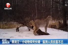 黑龙江：红外相机拍到猞猁仰天长啸，多段活动影像公开