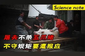 杀猪的行业禁忌，屠夫不杀五爪之猪，你知道是为什么吗？