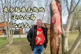 俄罗斯大佬杀一条大鲶鱼，二十几斤的鱼头做鱼头汤，开眼界了