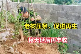 分享一个西红柿的压条育苗法，能快速让你家西红柿再生，再次丰收