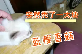 布偶猫脸上毛秃了一大块儿！什么原因导致的？视频封面
