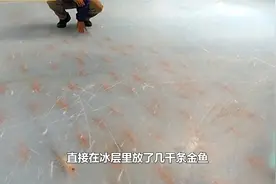为什么鱼能在冰下存活？原来冰钓还有这样的依据视频封面