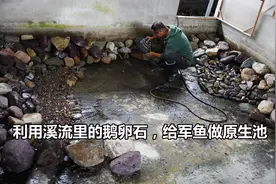 用了三车鹅卵石，改造的原生鱼池颇具气势，这效果有点出乎意料