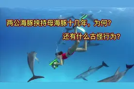 两公海豚挟持母海豚十几年，究竟为什么？海豚还有何“怪”行为？视频封面