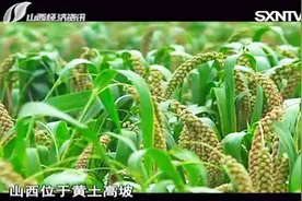 食遍山西：短短几分钟了解小米的历史，原来小米竟有大来头