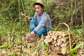 4月江西赣州拔笋季，菜地路边长满小竹笋，弯腰一拔就满一篮子视频封面
