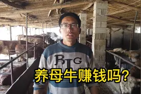 养育肥牛和母牛哪个更挣钱？听听养牛人真实想法，详细利润告诉你视频封面