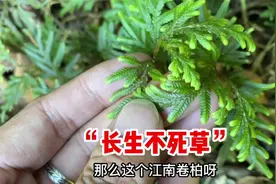 中药材江南卷柏被称为“长生不死草”，作用厉害了，很多人却不知视频封面