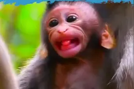 小猴子弹舌，好像是帮妈妈打架