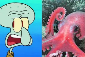 章鱼哥的原型其实是鱿鱼？《海绵宝宝》中隐藏的惊人秘密！