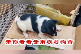 云南农村宠物市场，四眼铁包金狗60元1只，这价格贵吗？