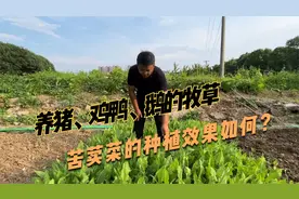 养猪、鸡鸭鹅的牧草，苦荬菜耐高温40度，而且草质柔嫩，适口性好视频封面