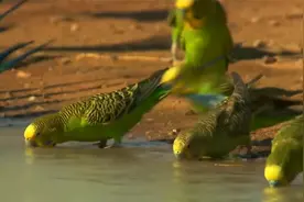 虎皮鹦鹉泛滥，“绿压压”一片铺天盖地，比蝗虫还猛，这能吃吗？