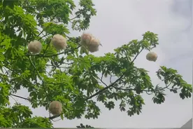 龙岗这条路上“棉花”长在树上，记者前去了解居然是这个…