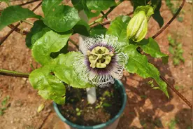 盆栽百香果开花时有蚂蚁？用它喷一喷就干净，不伤花不伤苗