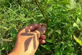 这种树根泡酒，原来有这样的用处，你知道是什么东西吗