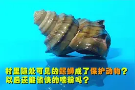 村里随处可见的螺蛳成了二级保护动物？今后还能愉快地撩螺吗？视频封面