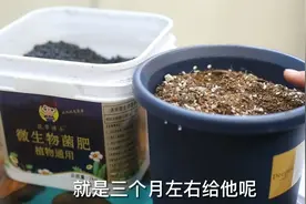 园艺师教你使用微生物菌肥，改善土壤结构，预防土壤板结浇不透