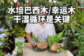 巴西木水培养殖方法,水培巴西木放多少水养呢?详细教程来了