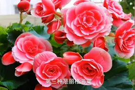 5种花别再买了，买一盆死一盆，很难度夏视频封面