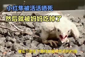 红隼妈妈残忍吃掉自己的孩子，只是因为鸟巢位置选的不好？太可怜