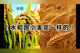 水稻跟小麦是一样的