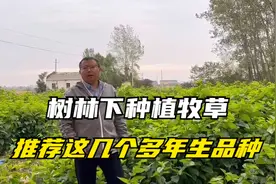 树林下种植牧草品种，这几种能耐阴，营养好，有的种一次收割20年