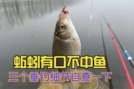 蚯蚓有口不中鱼,并非就是小鱼闹钩,三个细节不到位容易丢口