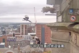 喜鹊胆大包天，依仗人多势众来挑衅游隼，结果会怎样？视频封面