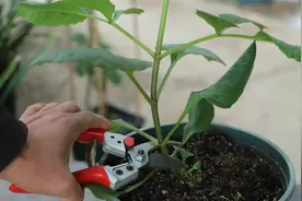 1月养大丽花，这2步工作要谨记，开春后狂长壮芽