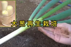 大葱再生栽培日记