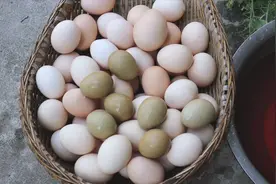 农村小伙用孔雀野鸡家鸡3种蛋一起孵化，你觉得哪种先出壳