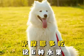 养萨摩耶后，多喂这6种水果，营养更均衡视频封面