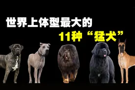 11种大型猛犬排名，你见过世界上最大的狗吗？