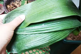 君子兰叶片为什么会打卷皱缩？原因有三，教你如何正确处理！视频封面