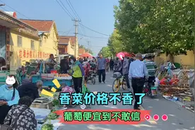 山东香菜跌价太厉害，潍坊集市2块一斤无人问津，葡萄也是超低价视频封面