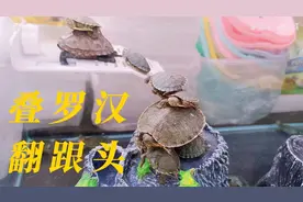 乌龟为什么叠罗汉？看完你都想帮一把！视频封面