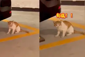 女子一直学猫叫，猫咪叫声逐渐失控：死夹子你再给我学一下！视频封面