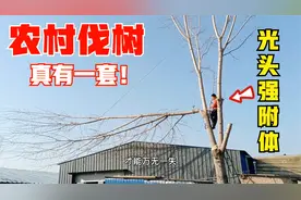 农村伐树真有一套，科学砍树不担心树倒错方向，一棵树卖200值吗